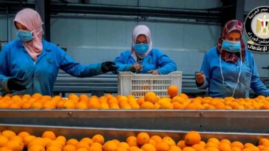 خفض الفحوصات الإضافية على الموالح المصرية إلى 10%