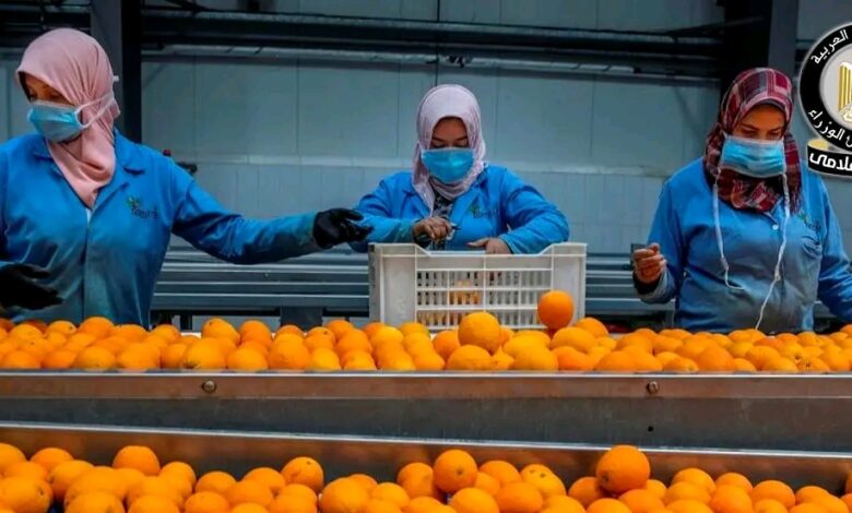 خفض الفحوصات الإضافية على الموالح المصرية إلى 10%