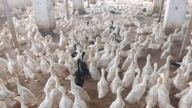 برامج موسعة لتحصين الثروة الداجنة