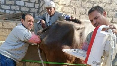 تكثيف جهود الرعاية التناسلية وخدمات التحسين الوراثي للماشية