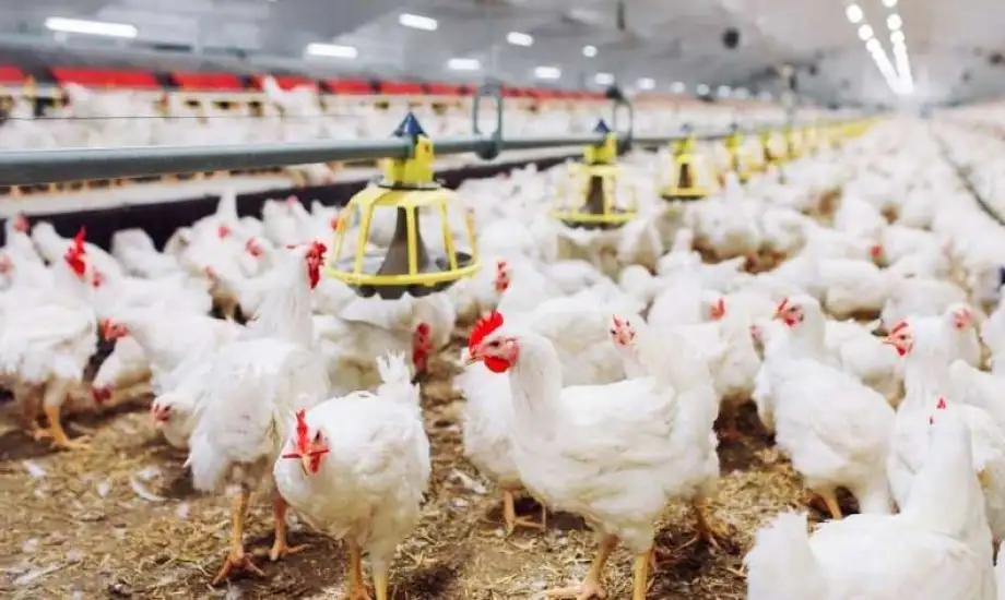 أسعار الدواجن اليوم