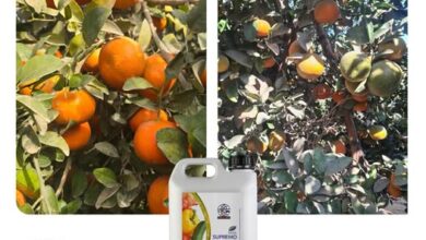 دالتكس تحل أزمة تلوين اليوسفي التصديري