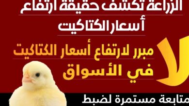 الزراعة تحسم الجدل لارتفاع أسعار الكتاكيت