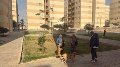 برامج تحصين وتعقيم الكلاب الحرة