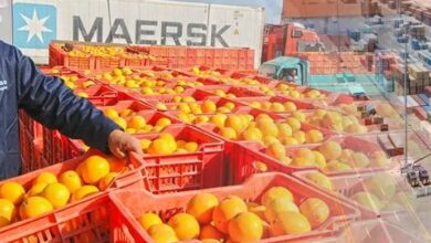 فتح السوق الدومينيكاني رسميًا أمام الصادرات الزراعية المصرية