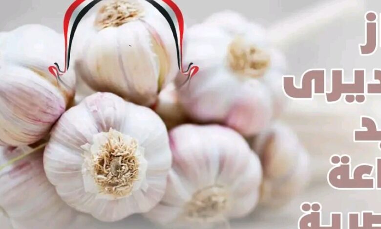 صادرات الثوم المصري