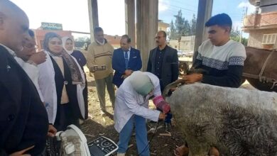 تنفيذ نحو 2923 قافلة بيطرية مجانية خلال عام 2025