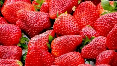 الزراعة تفتح سوق أوزبكستان أمام الفراولة الطازجة