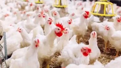 الزراعة تؤكد ارتفاع أسعار الدواجن مؤقت