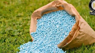 تقاوي القمح والأسمدة المعتمدة