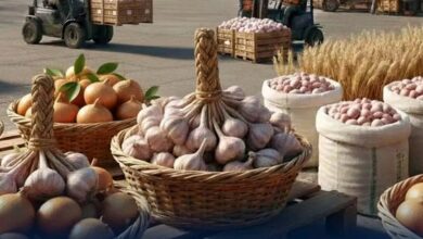صادرات البصل والثوم المصري