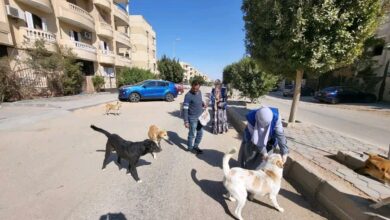 حملات تحصين وتعقيم كلاب الشوارع