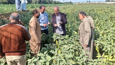 الزراعة تستعد لموسم القطن ببرامج تدريبية 