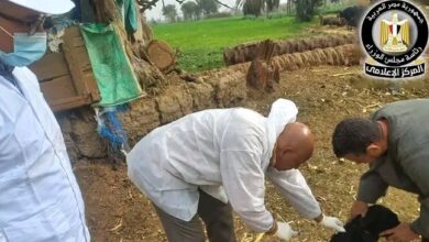 حملات تحصين وتعقيم كلاب الشوارع بمختلف المحافظات