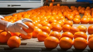 الصادرات الزراعية المصرية