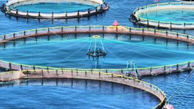 إنتاج 71 طنًا من الأسماك بمزارعي المنزلة وبرسيق